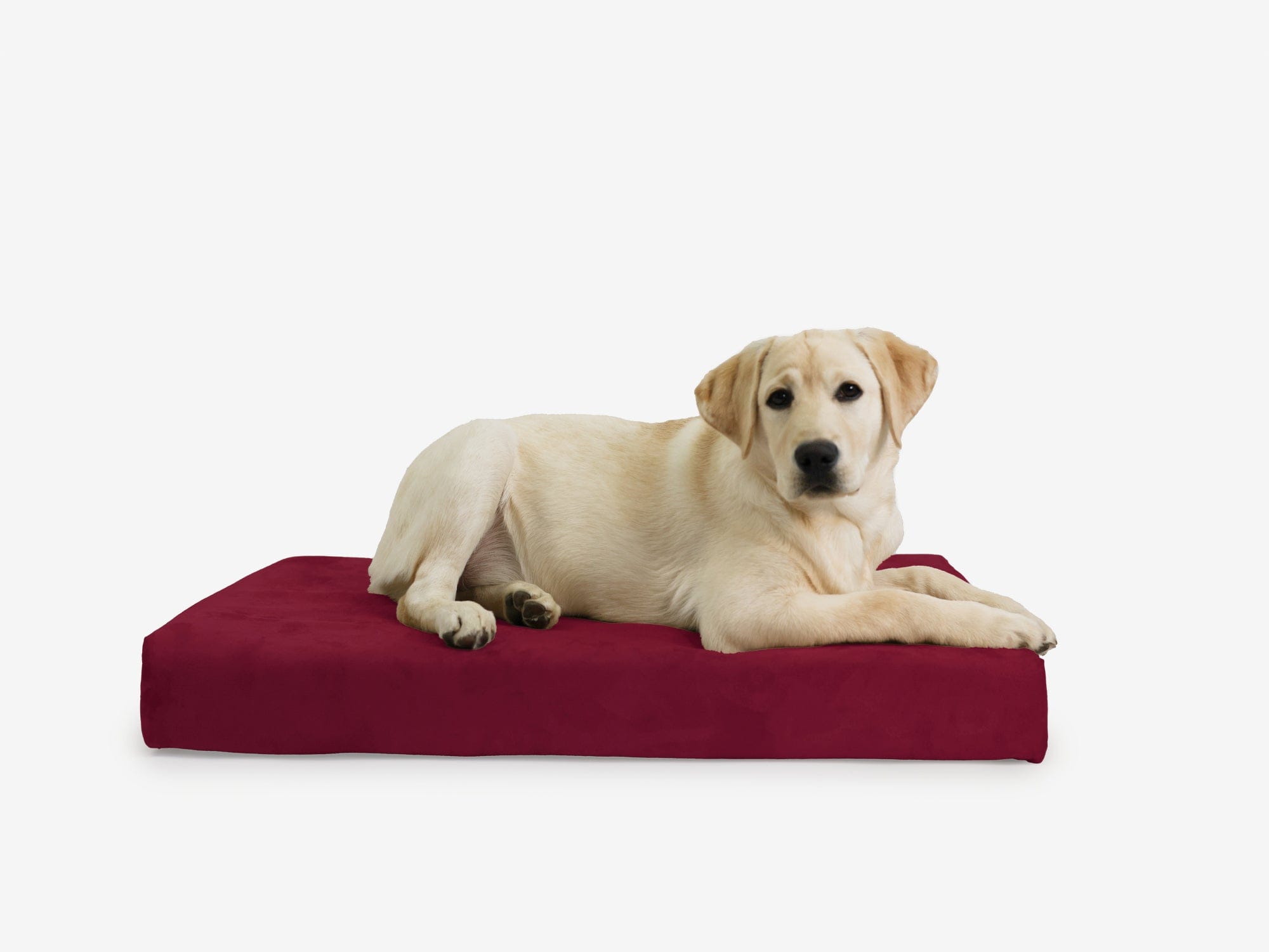 OrthoLift Crate Bed