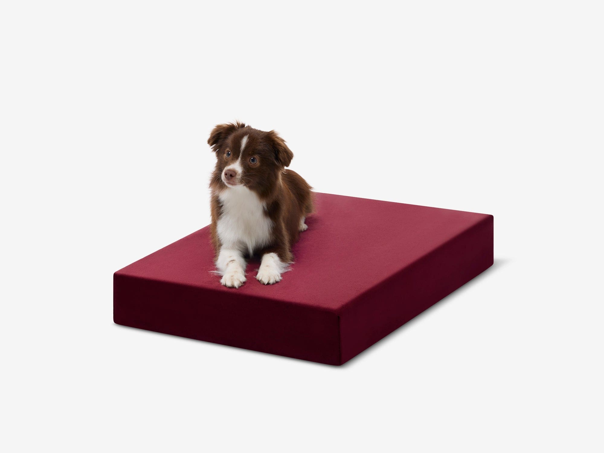 OrthoLift Crate Bed