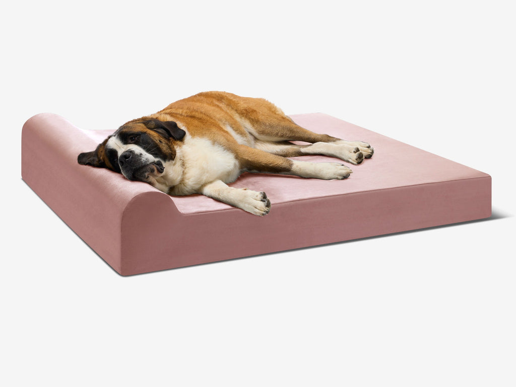 Cover | Original Bed — Limited Edition Colors