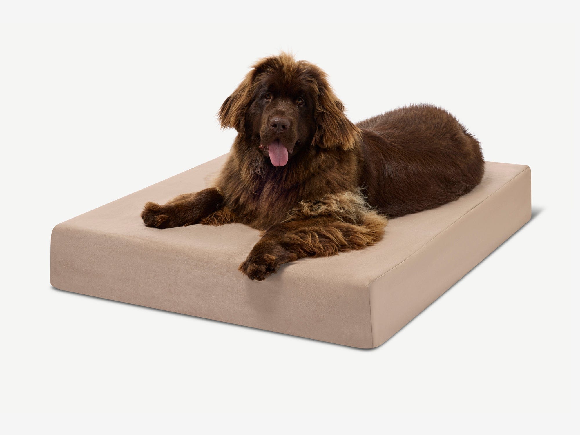 Original Orthopedic Dog Bed
