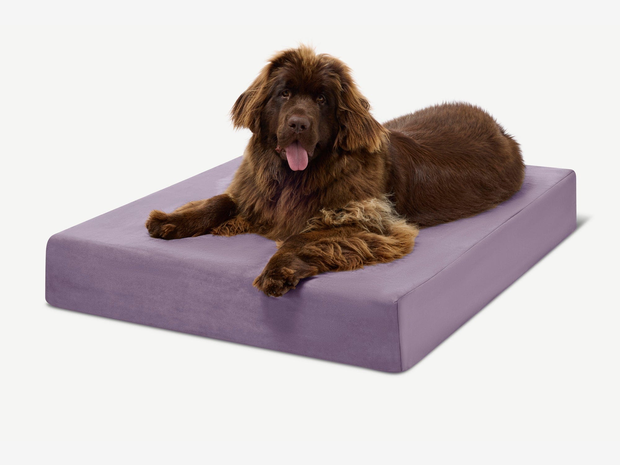 Original Orthopedic Dog Bed