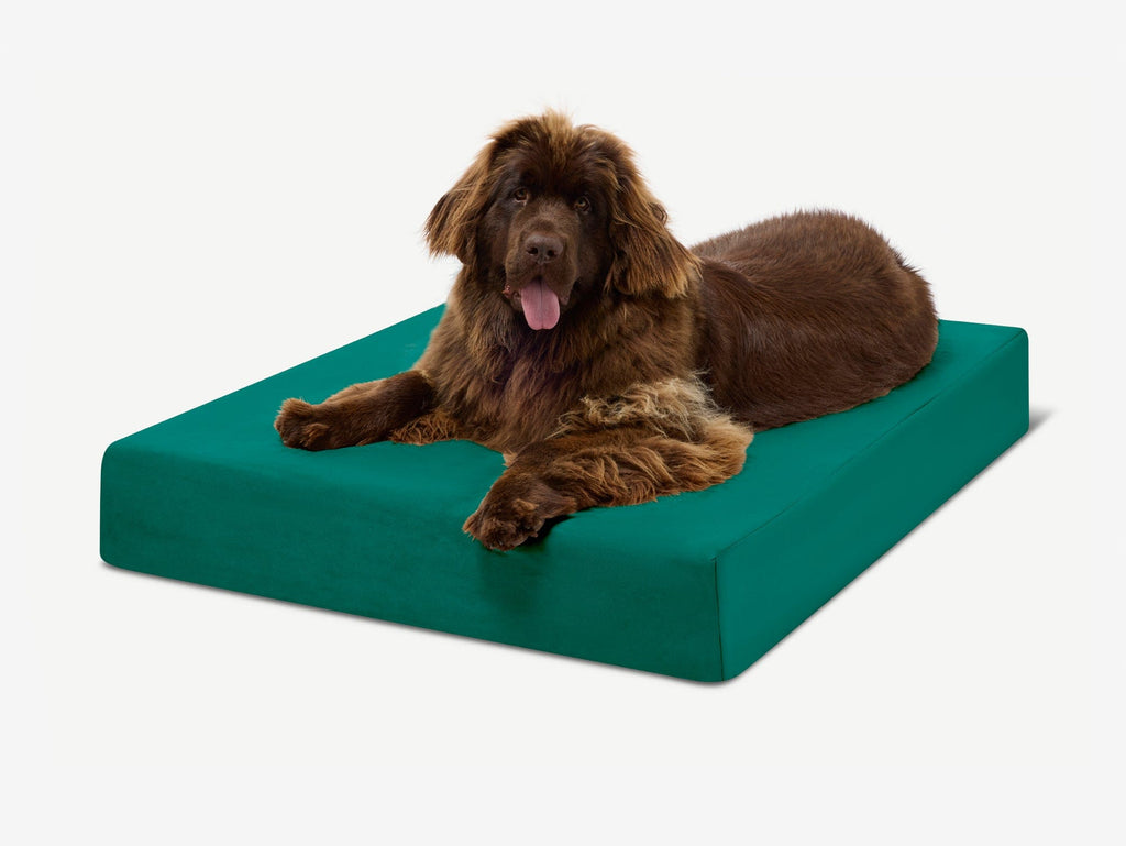 Original Orthopedic Dog Bed