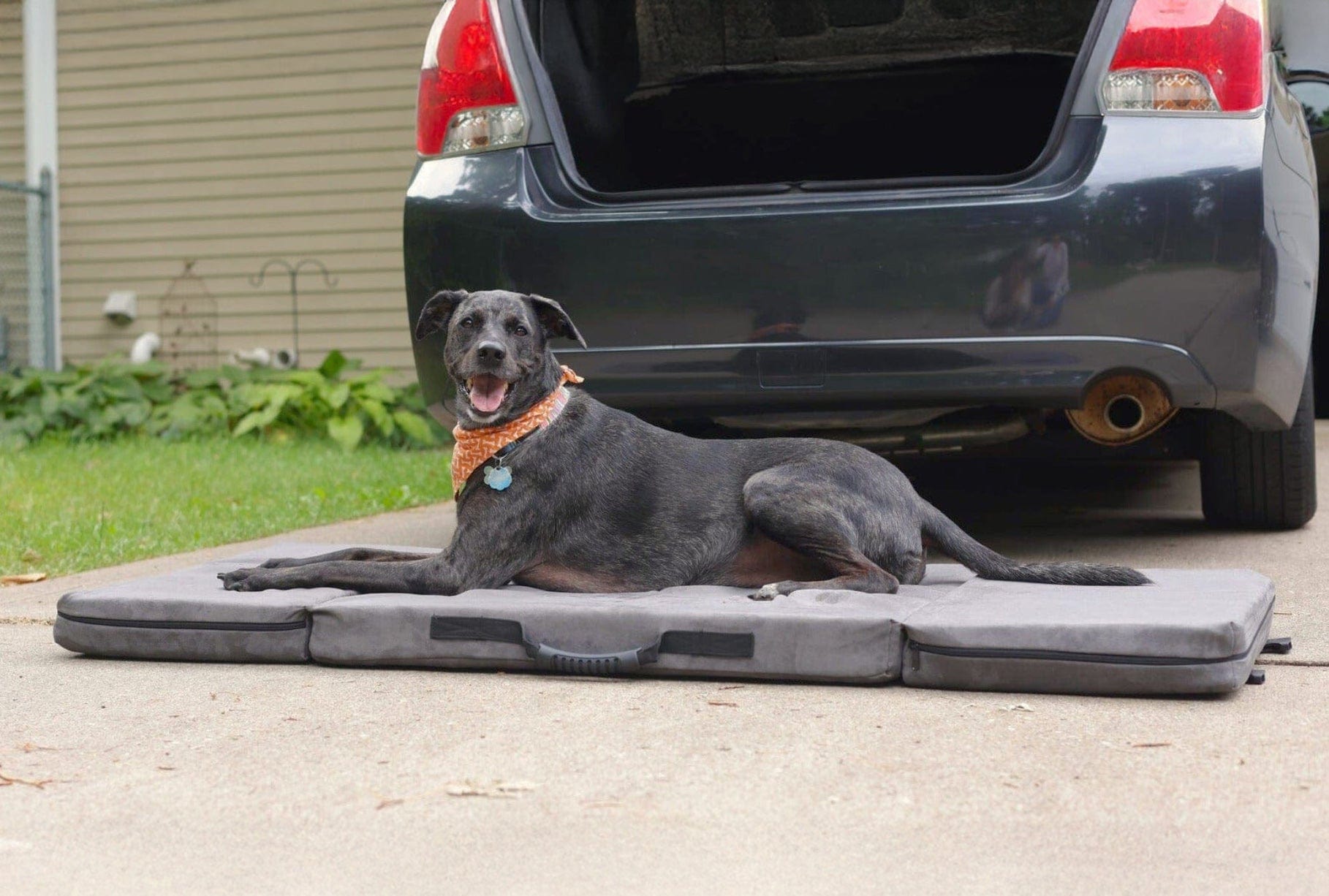Fold-N-Go Travel Dog Bed